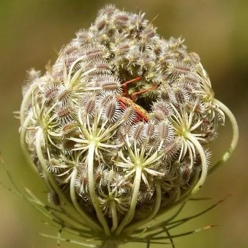 Daucus carota