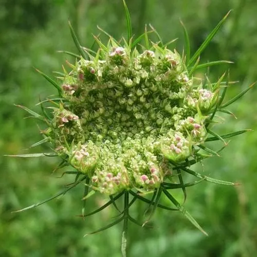 Daucus carota