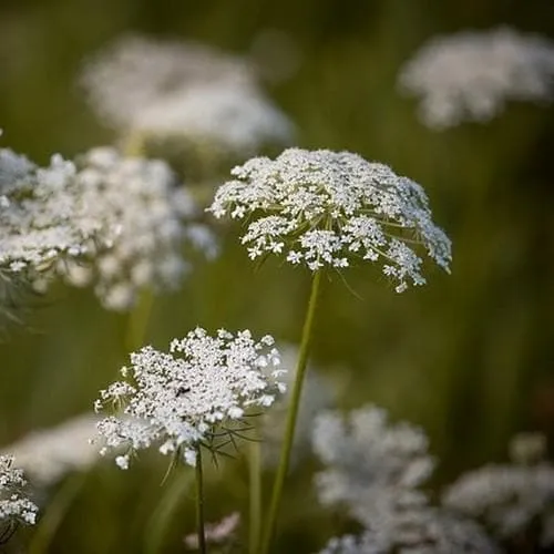 Daucus carota