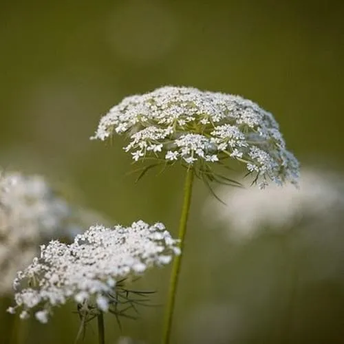 Daucus carota